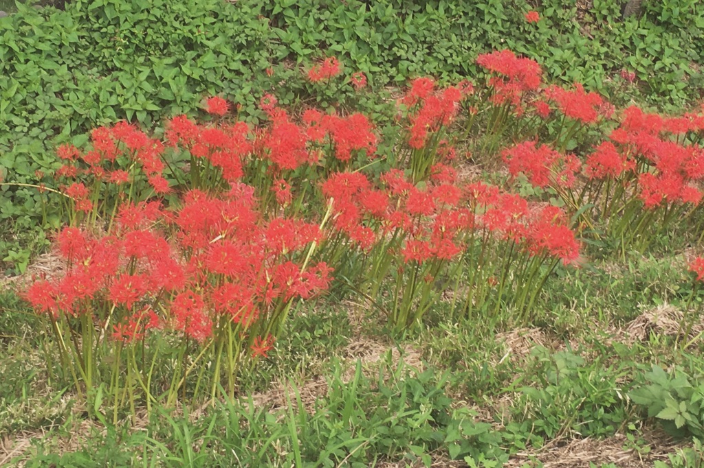秋 多摩川に咲く赤い花 彼岸花 星の見える東京