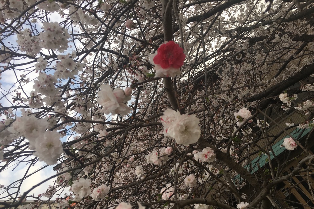 赤と白 二色の桜 星の見える東京