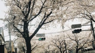 狛江の桜